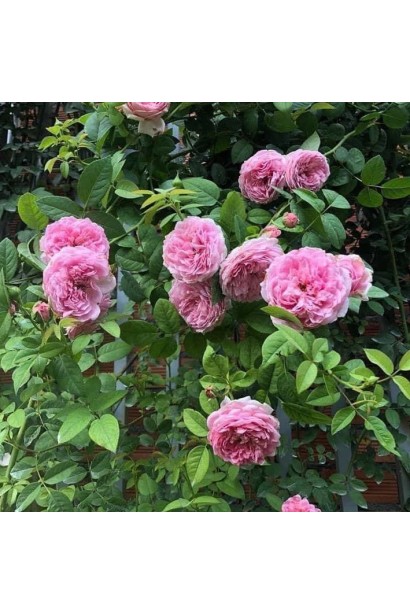 Роза Spirit of Freedom плетиста англійська з великими квітами